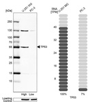 Anti-TP53 Antibody