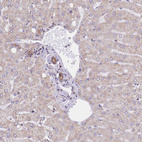 Anti-GBP7 Antibody