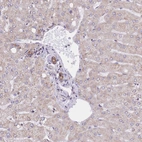 Anti-GBP7 Antibody