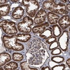 Anti-MRPL4 Antibody