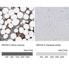 Anti-DEFA4 Antibody