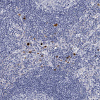 Immunohistochemical staining of human lymph node shows positivity in lymphoid cells.