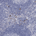 Anti-DEFA4 Antibody