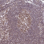 Immunohistochemical staining of human lymph node shows strong nuclear positivity in germinal and non-germinal center cells.