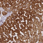 Anti-PRODH2 Antibody