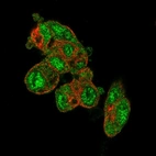 Immunofluorescent staining of human cell line Hep G2 shows localization to nucleoplasm & cytosol.