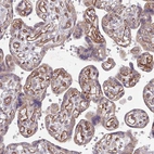 Immunohistochemical staining of human placenta shows strong positivity in endothelial cells.