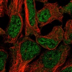 Immunofluorescent staining of human cell line HEK 293 shows localization to nucleus & cytosol.