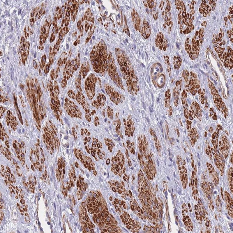 Anti-TOMM40L Antibody