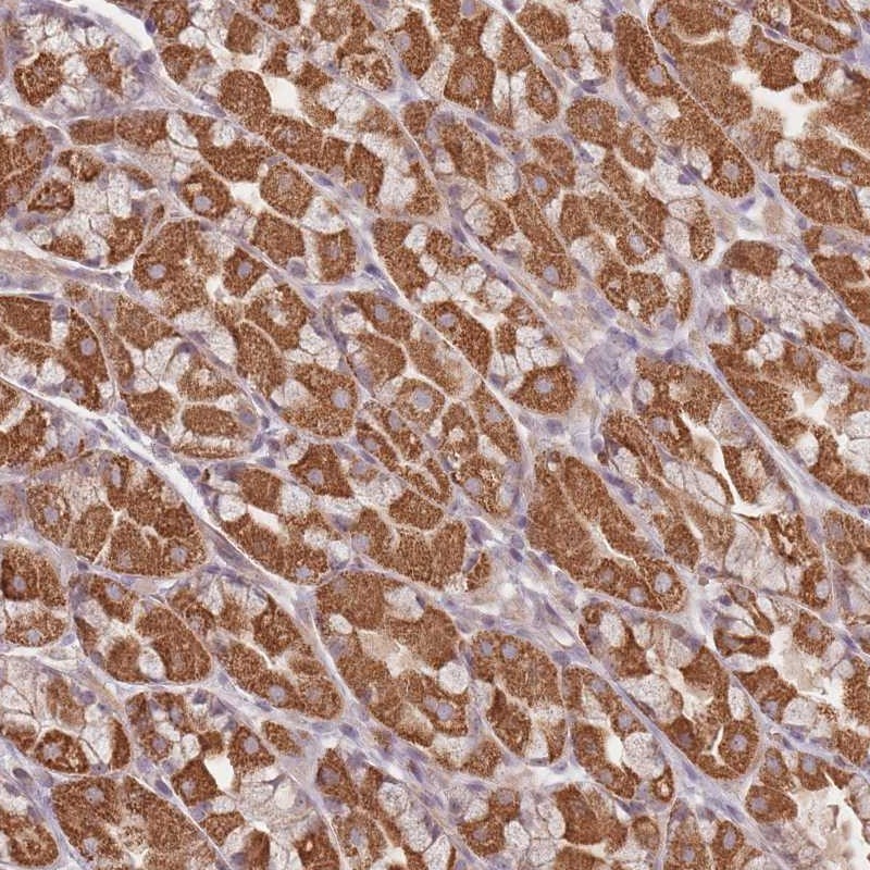 Anti-OR2M4 Antibody