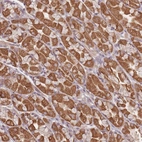 Anti-OR2M4 Antibody