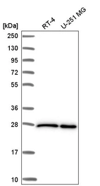 Anti-EIF4E Antibody