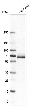 Anti-PXN Antibody