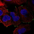 Immunofluorescent staining of human cell line HEK 293 shows localization to focal adhesion sites.
