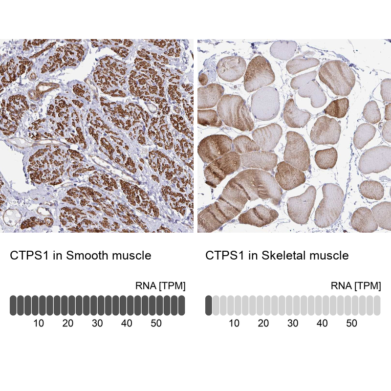 Anti-CTPS1 Antibody