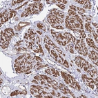 Immunohistochemical staining of human smooth muscle shows high expression.