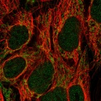 Immunofluorescent staining of human cell line CACO-2 shows localization to nucleoplasm & mitochondria.