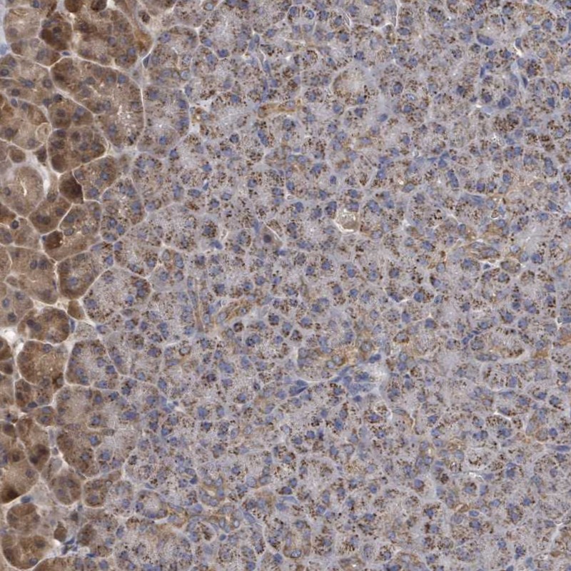 Anti-MTMR12 Antibody