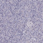 Immunohistochemical staining of human pancreas shows low expression as expected.