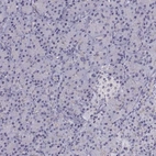 Immunohistochemical staining of human pancreas shows low expression as expected.