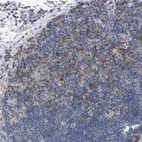 Immunohistochemical staining of human lymph node shows moderate cytoplasmic positivity in non - germinal center cells.