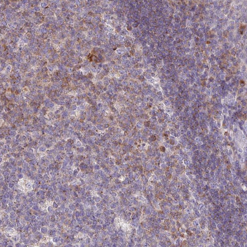 Anti-SLAMF6 Antibody