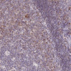 Anti-SLAMF6 Antibody