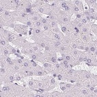 Anti-SYNPR Antibody