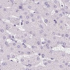 Immunohistochemical staining of human liver using Anti-SYNPR antibody HPA051368.