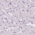 Immunohistochemical staining of human liver using Anti-SYNPR antibody HPA051368.