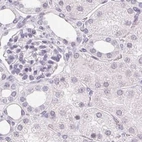 Immunohistochemical staining of human kidney using Anti-SYNPR antibody HPA051368.
