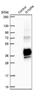 Anti-SYNPR Antibody