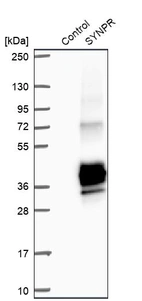 Western blot analysis in control (vector only transfected HEK293T lysate) and SYNPR over-expression lysate (Co-expressed with a C-terminal myc-DDK tag (~3.1 kDa) in mammalian HEK293T cells, LY403401).