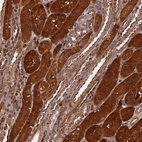 Anti-NLRP7 Antibody