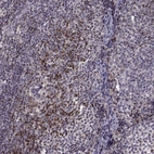 Immunohistochemical staining of human lymph node shows strong nuclear positivity in germinal center cells.