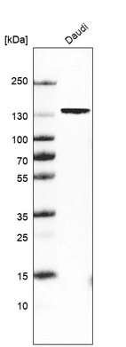 Western blot analysis in human cell line Daudi.