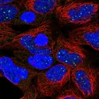 Immunofluorescent staining of human cell line HEK 293 shows localization to nuclear bodies.