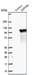 Anti-ZNF394 Antibody