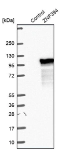Western blot analysis in control (vector only transfected HEK293T lysate) and ZNF394 over-expression lysate (Co-expressed with a C-terminal myc-DDK tag (~3.1 kDa) in mammalian HEK293T cells, LY403147).