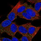 Immunofluorescent staining of human cell line SH-SY5Y shows localization to vesicles.