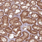 Anti-OXER1 Antibody