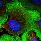Immunofluorescent staining of human cell line U-2 OS shows localization to plasma membrane & actin filaments.