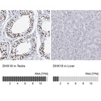 Anti-DHX16 Antibody