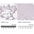 Anti-LAMP3 Antibody