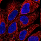 Immunofluorescent staining of human cell line HEK 293 shows localization to vesicles.