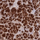 Anti-ATP5G2 Antibody