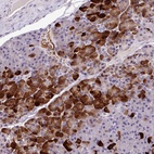 Anti-ANXA2R Antibody