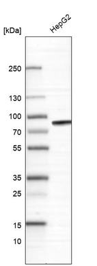 Western blot analysis in human cell line HepG2.