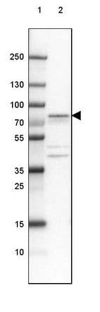 Lane 1: Marker [kDa] 250, 130, 100, 70, 55, 35, 25, 15, 10_br/_Lane 2: Human cell line RT-4
