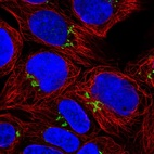 Immunofluorescent staining of human cell line HEK 293 shows localization to the Golgi apparatus.